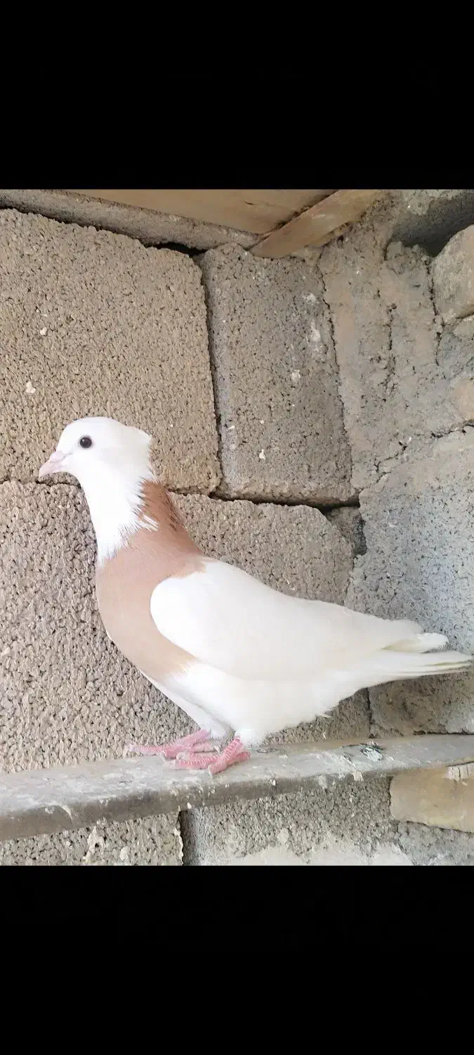 شوش|پرنده|شوش, |دیوار