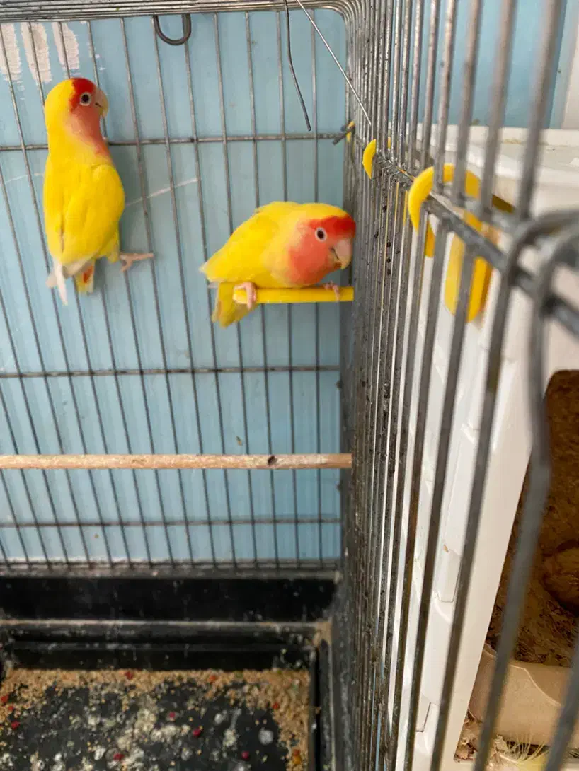 جفت مولد کوتوله برزیلی صورت هلویی|پرنده|دماوند, گیلاوند|دیوار