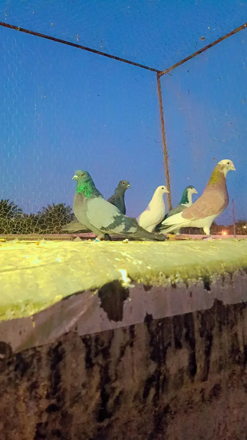 کفتر فروشی|پرنده|بم, |دیوار