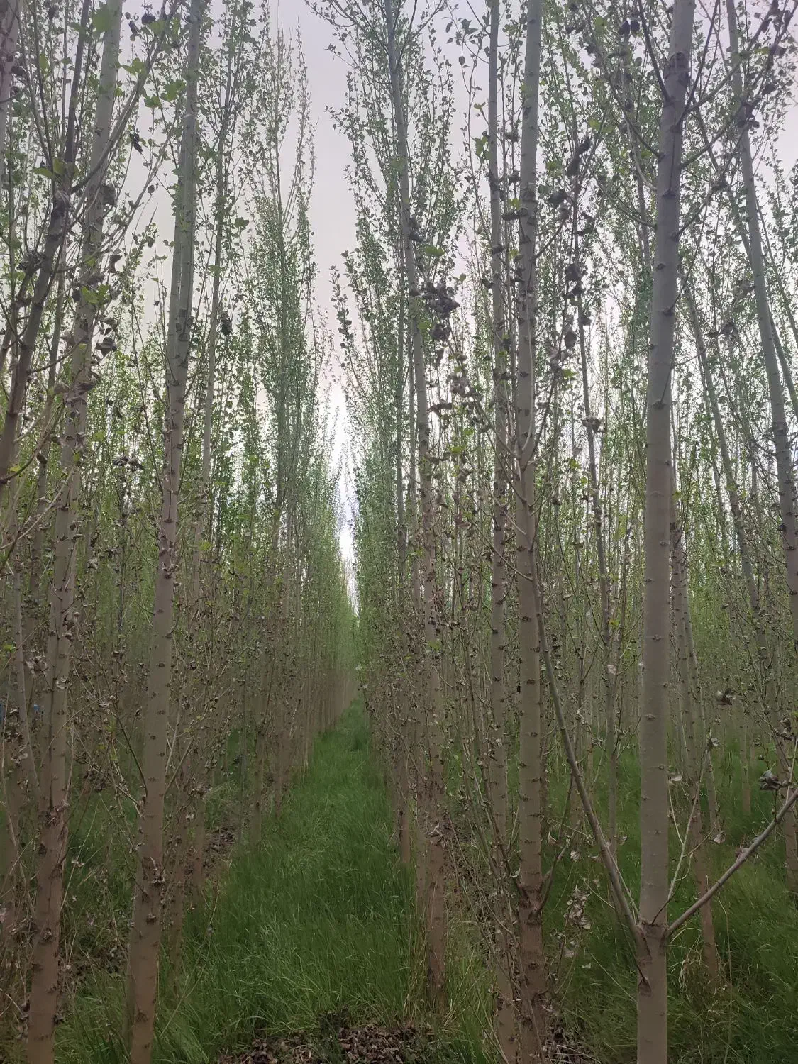 زمین کشاورزی صنوبر|فروش دفتر صنعتی، کشاورزی، تجاری|شاهین دژ, |دیوار