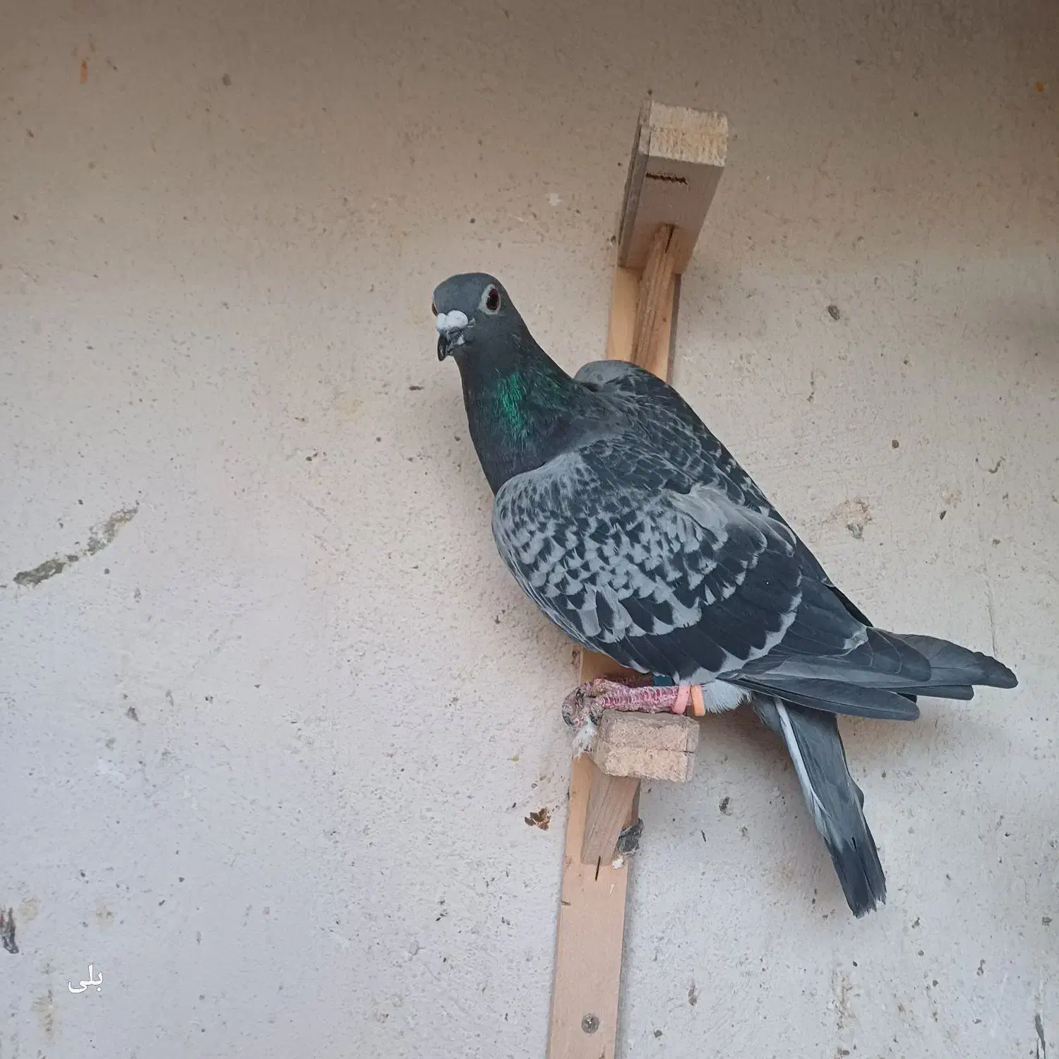 سبز پولکی ماده|پرنده|مشهد, موسوی قوچانی|دیوار