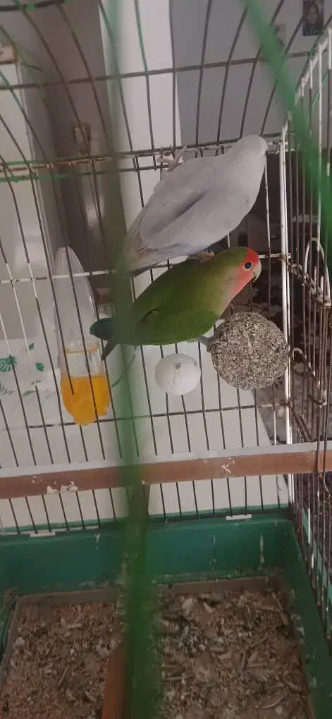 طوطی برزیلی|پرنده|قائم‌شهر, |دیوار