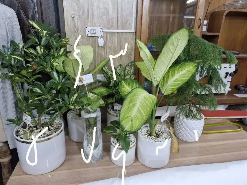 گل زیبا|گل و گیاه طبیعی|نیشابور, شهرک فرهنگیان|دیوار