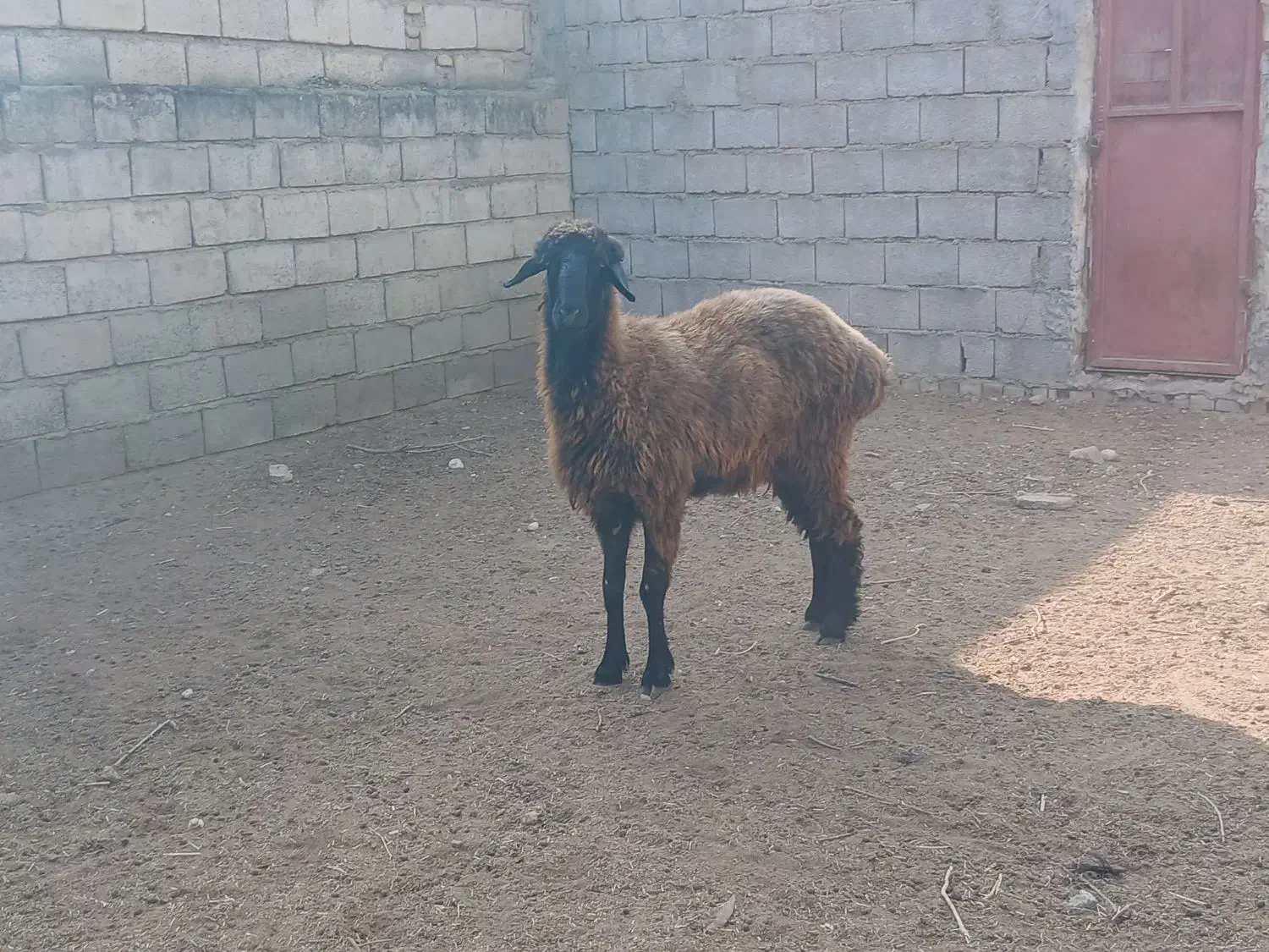 گوسفند اصل ترکمن|حیوانات مزرعه|گنبد کاووس, |دیوار