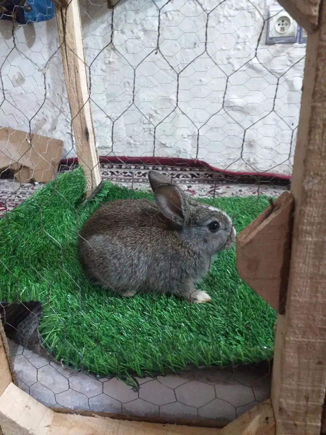 خرگوش|موش و خرگوش|مشهد, شترک|دیوار