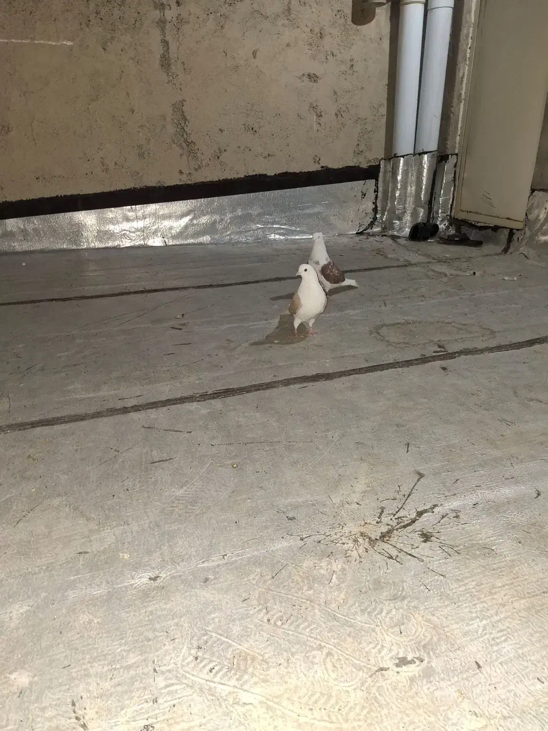 1 جفت پشتدار|پرنده|باسمنج, |دیوار