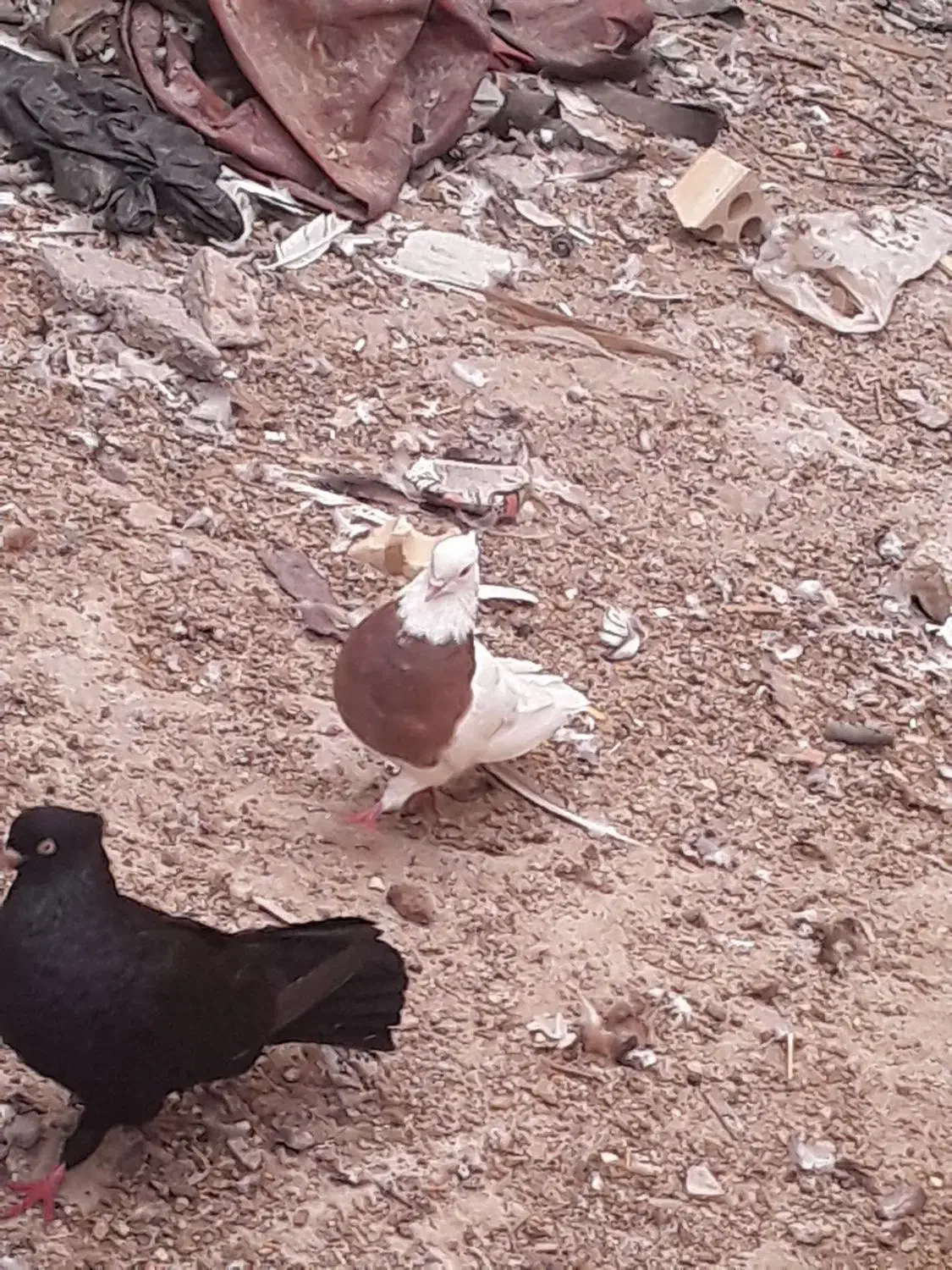 کفتر و مرغ محلی|پرنده|بندر ماهشهر, |دیوار