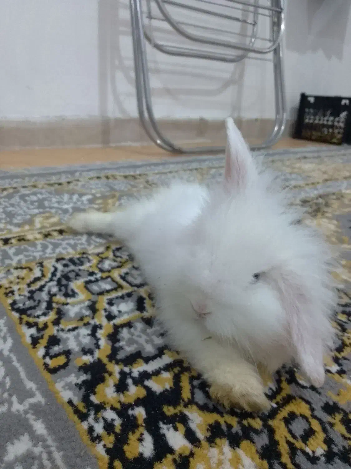 فروش خرگوش لوپ هندی بامزه و خاص|موش و خرگوش|پاکدشت, پاکدشت (مامازند)|دیوار