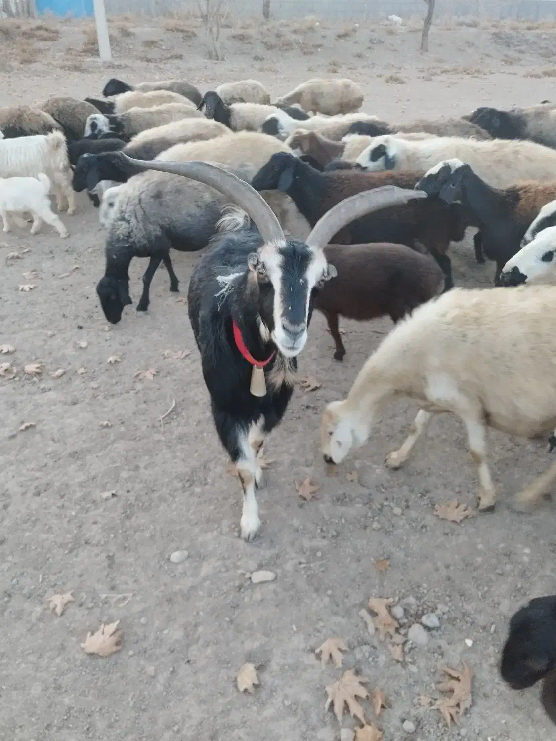 نربز|حیوانات مزرعه|جوادآباد, |دیوار