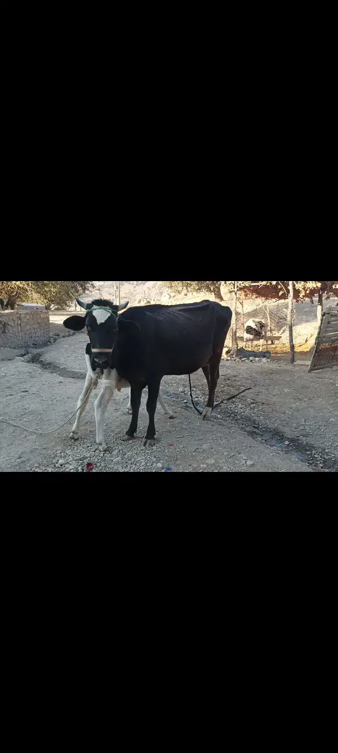 گاوسوئسی باگوساله نر نژاد هلشتاین|حیوانات مزرعه|پاپی, |دیوار