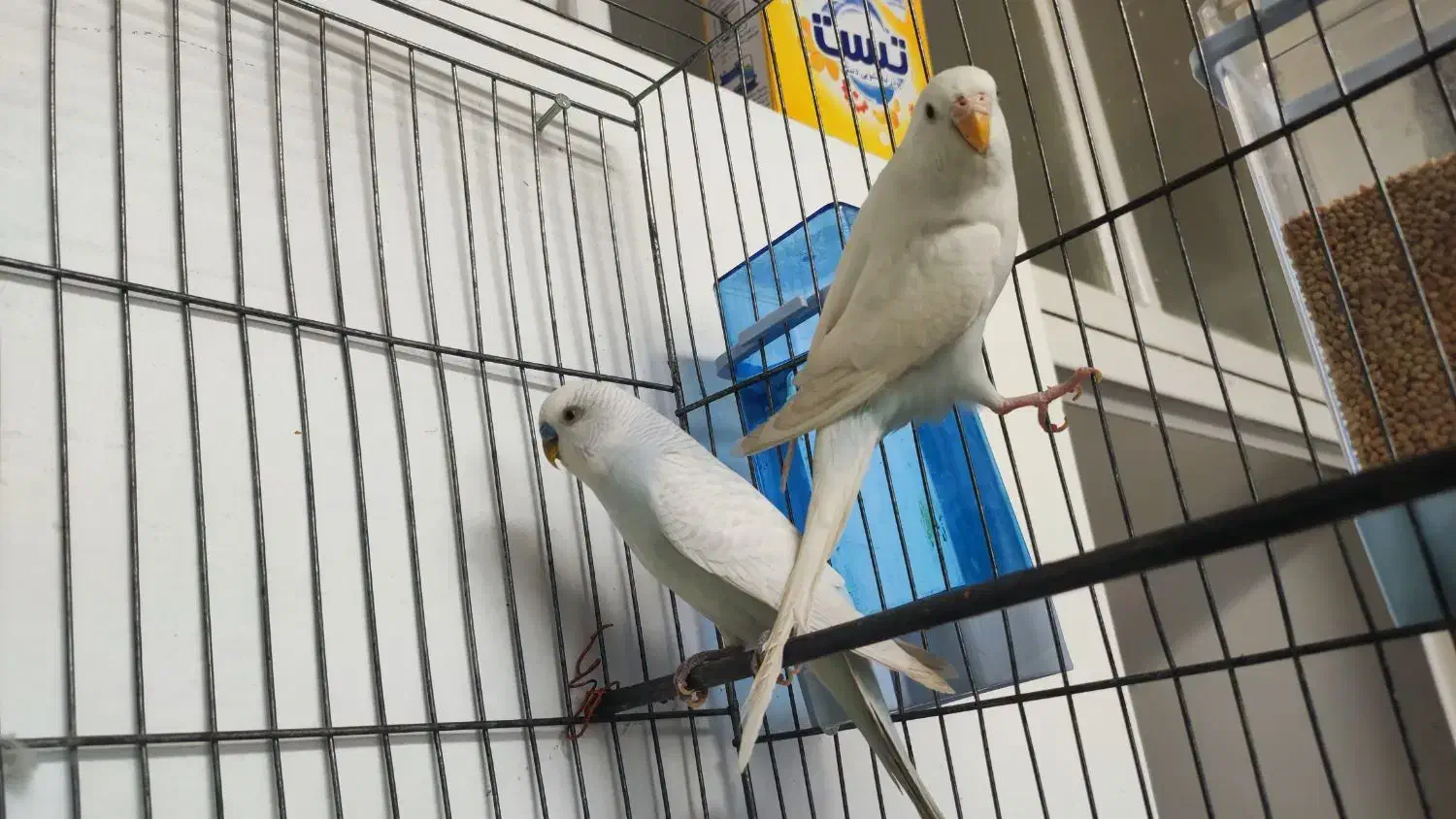 مرغ عشق|پرنده|شیراز, شاهچراغ|دیوار