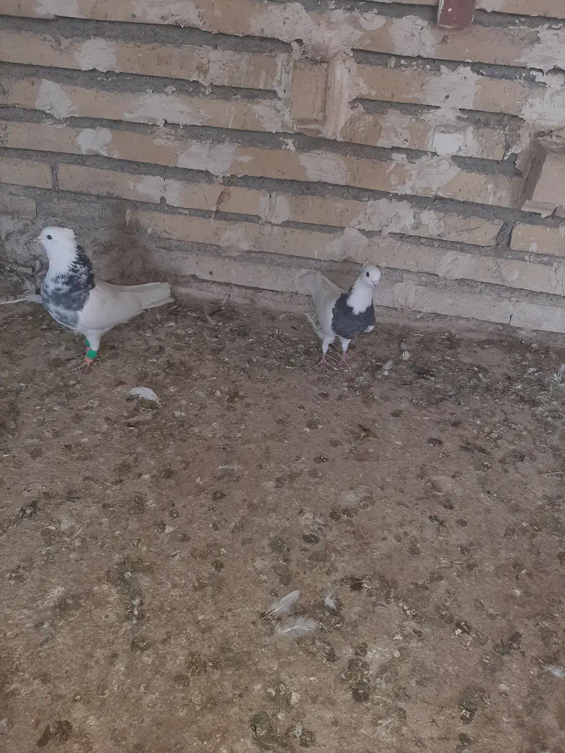 نرماده طوقی|پرنده|گتوند, |دیوار