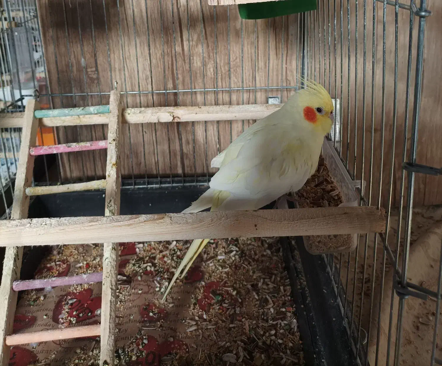 عروس هلندی|پرنده|قم, چهار مردان|دیوار