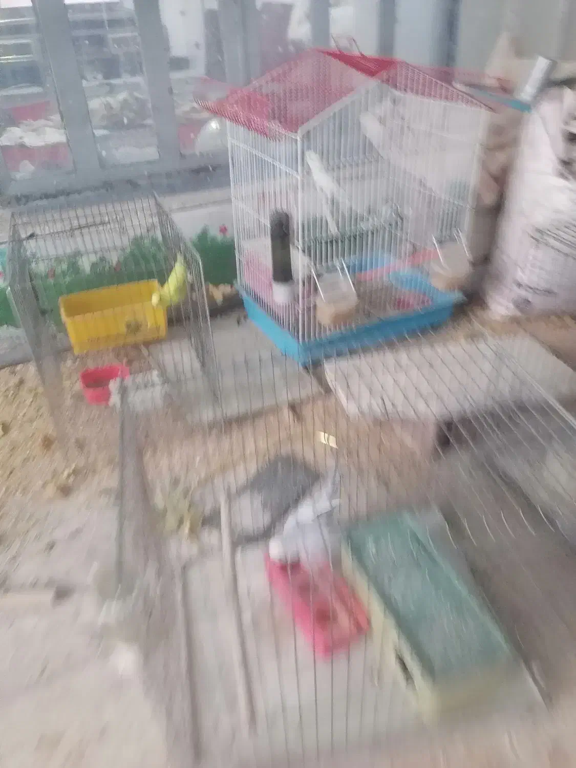 مرغ عشق با جوجه|پرنده|مروست, |دیوار