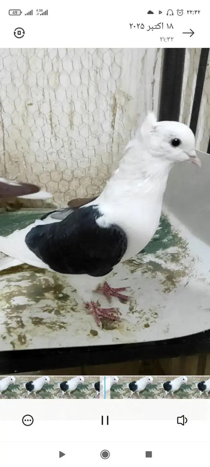 پشت کاکلی نر|پرنده|فرح دشت, |دیوار