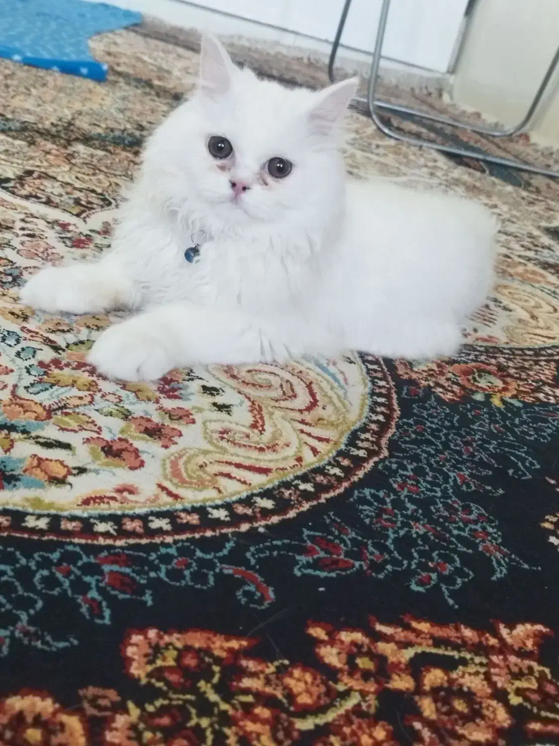 گربه پرشین نر ۵ ماهه|گربه|مشهد, یوسفیه (شهرک غرب)|دیوار