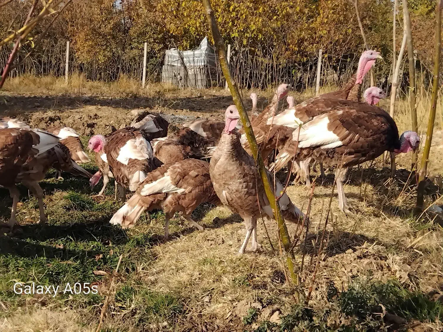 فروش ویژه بوقلمون*|حیوانات مزرعه|صحنه, |دیوار