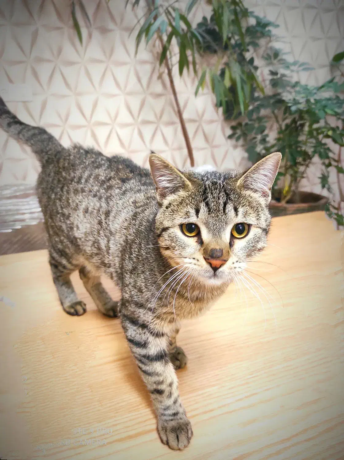 واگذاری رایگان گربه نژاد DSH|گربه|شیراز, میرزاکوچک خان|دیوار