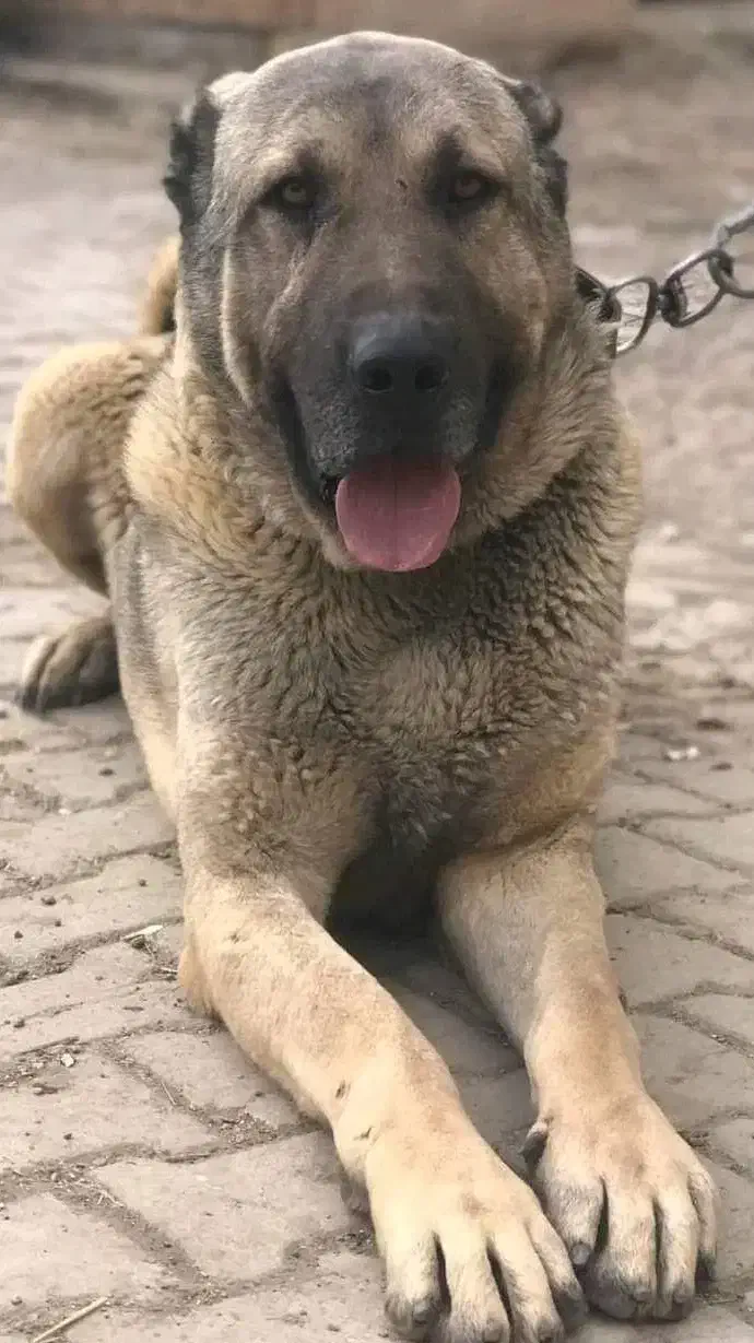 توله سگ سرابی|سگ|اردبیل, |دیوار