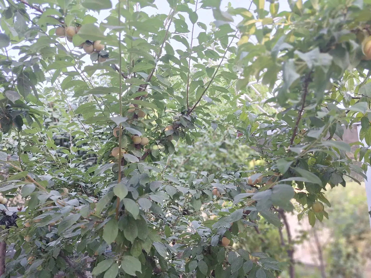 تصویر 6