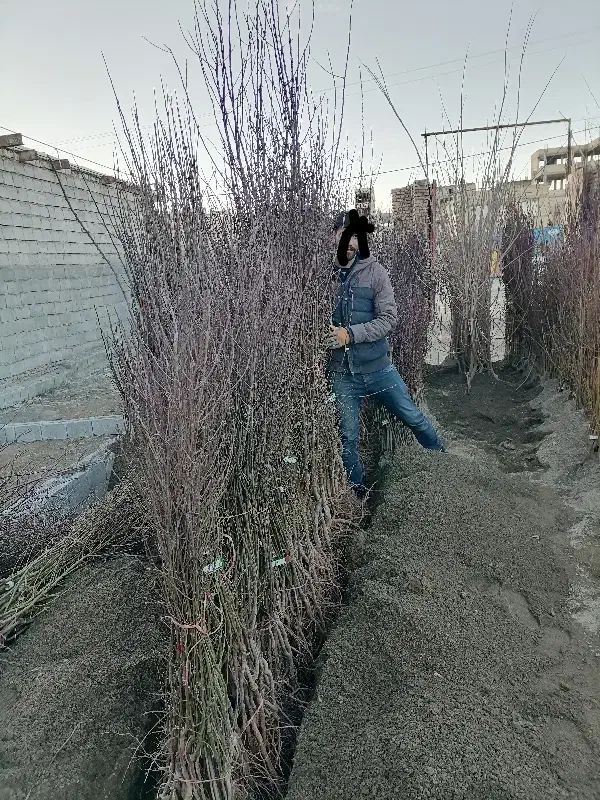 نهال بادام نهالستان|خدمات باغبانی و درختکاری|سپیدان, |دیوار