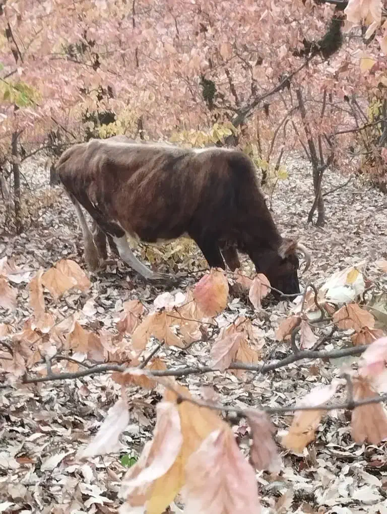 گاو های داشتی تمیز|حیوانات مزرعه|گالیکش, |دیوار