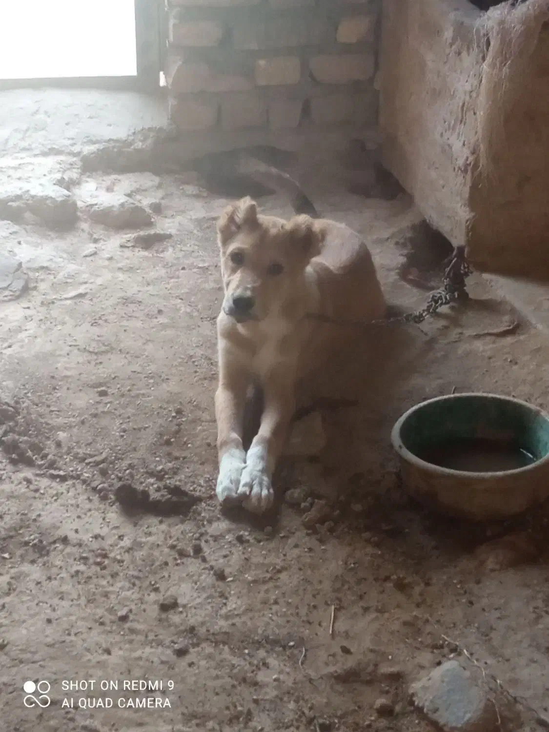 فروش سگ|سگ|سربند, |دیوار