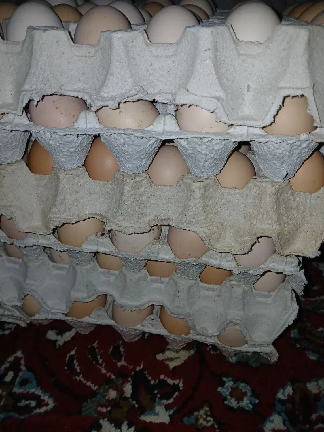 تخم مرغ محلی|حیوانات مزرعه|صائین قلعه, |دیوار