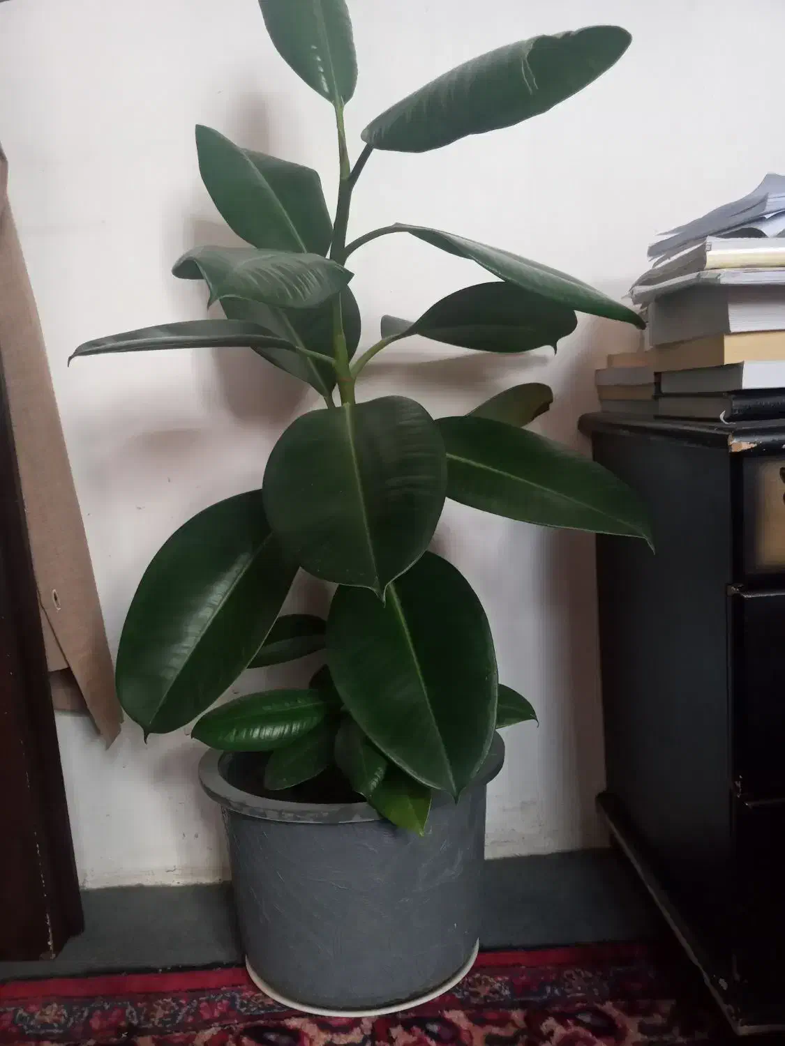 گل وگیاه|گل و گیاه طبیعی|خوی, |دیوار