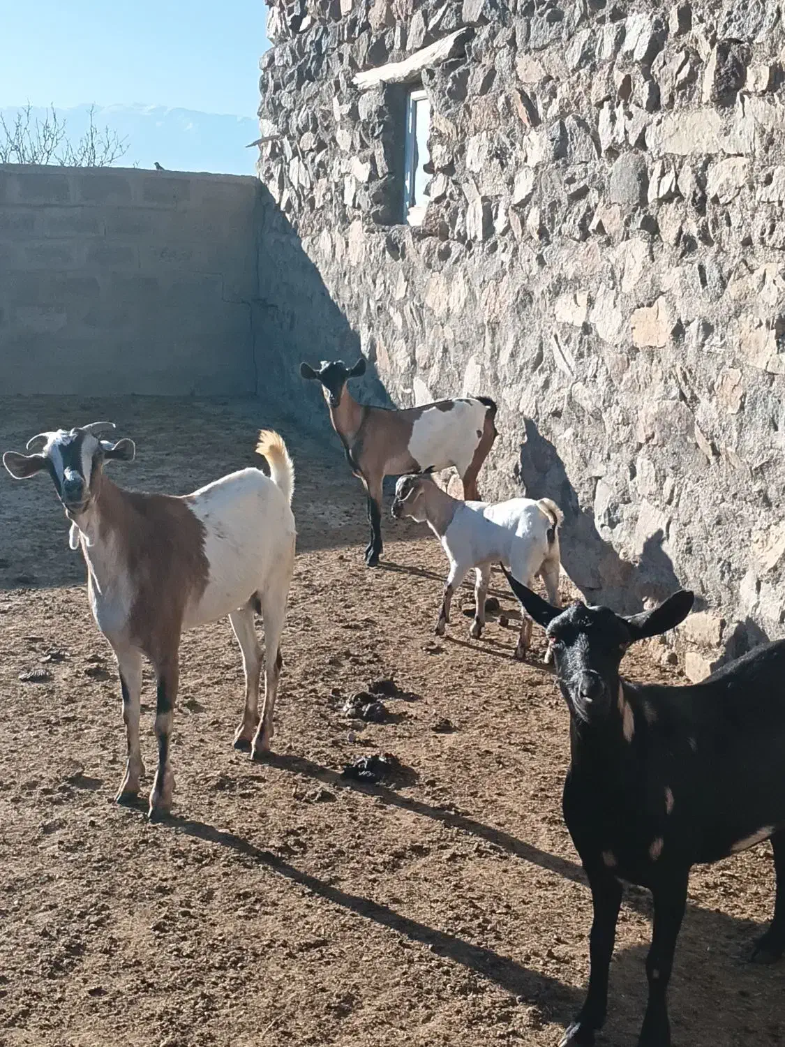 سه عدد بز|حیوانات مزرعه|اهر, |دیوار