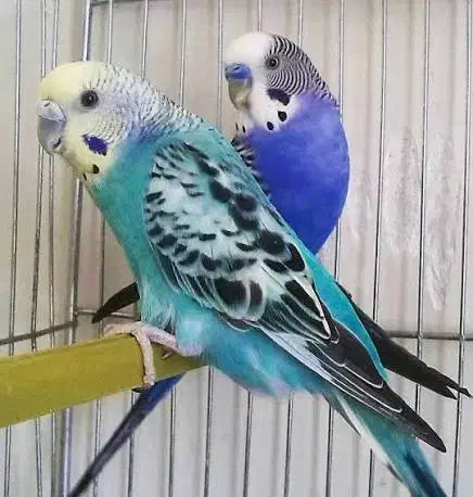 ۵۰عدد مرغ عشق دونه ای ۱۵۰هزار|پرنده|جم, |دیوار
