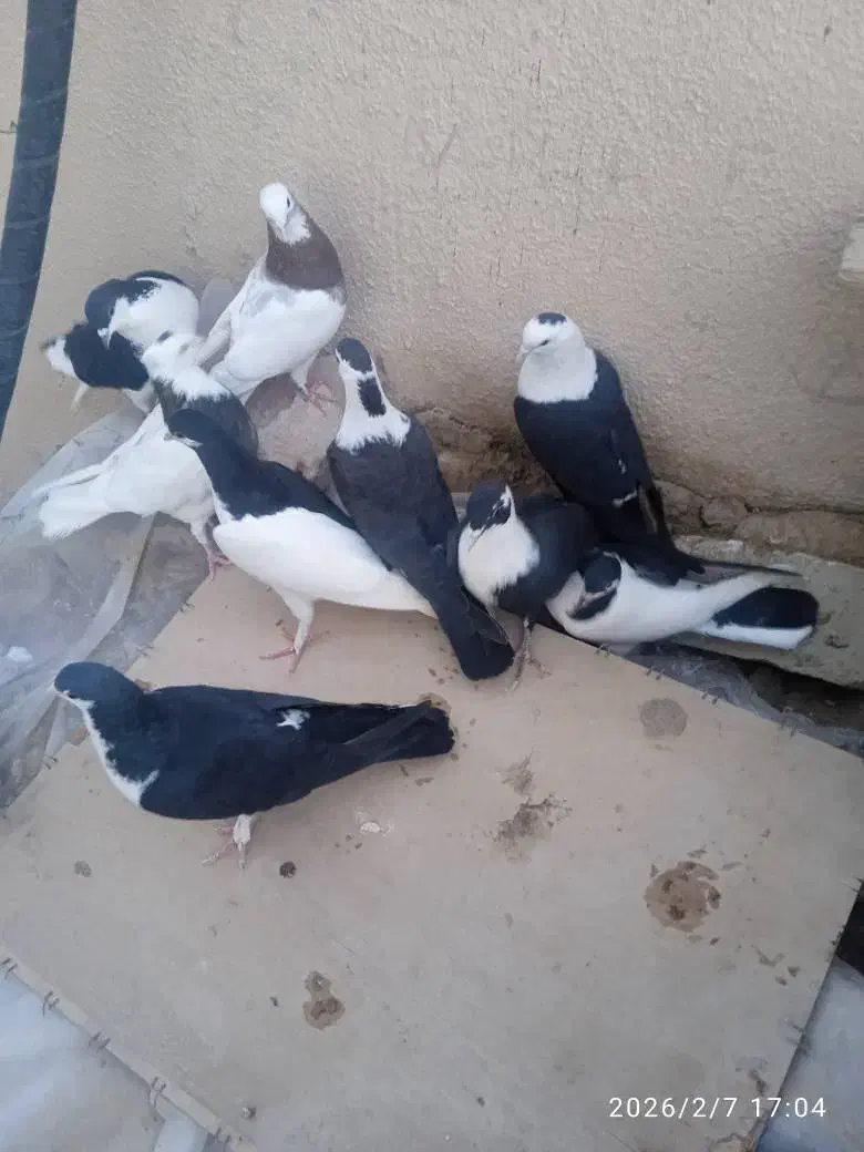 کبوتر|پرنده|سراوان, |دیوار