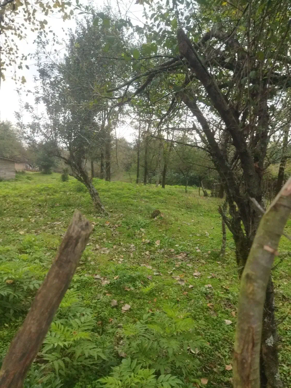 730متر باغی مسکونی دوبر گیلان شفت والیسرا|فروش زمین و ملک کلنگی|احمدسرگوراب, |دیوار