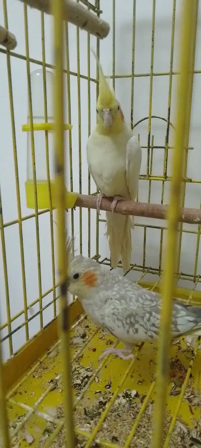 جفت عروس هلندی ۱۲۰۰|پرنده|باقرشهر, |دیوار