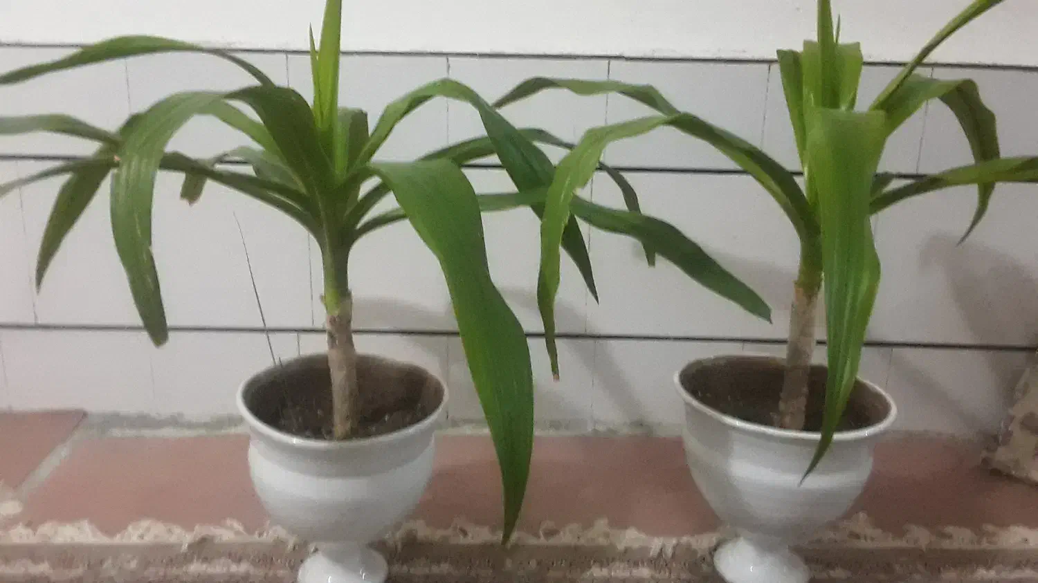 گل کاج مطبق یوکا ملکه|گل و گیاه طبیعی|اژیه, |دیوار