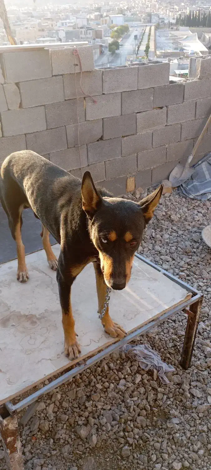 سگ دوبرمن|سگ|شیراز, سعدیه شمالی|دیوار