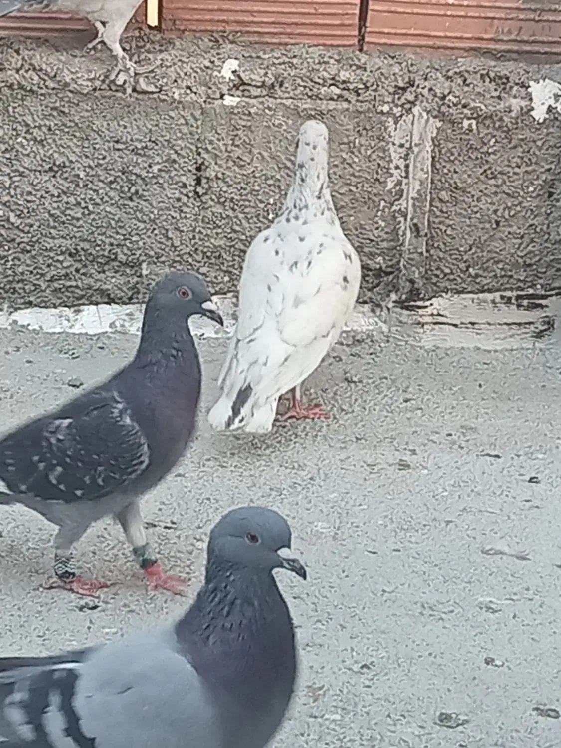 پرندع کبوتر|پرنده|شیروان (خراسان), |دیوار