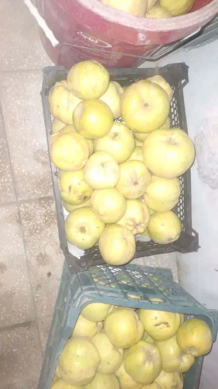 به درجه یک ویژه ی تهیه مربا و خورشت و چای|خوردنی و آشامیدنی|سبزوار, شهرک جهاد|دیوار