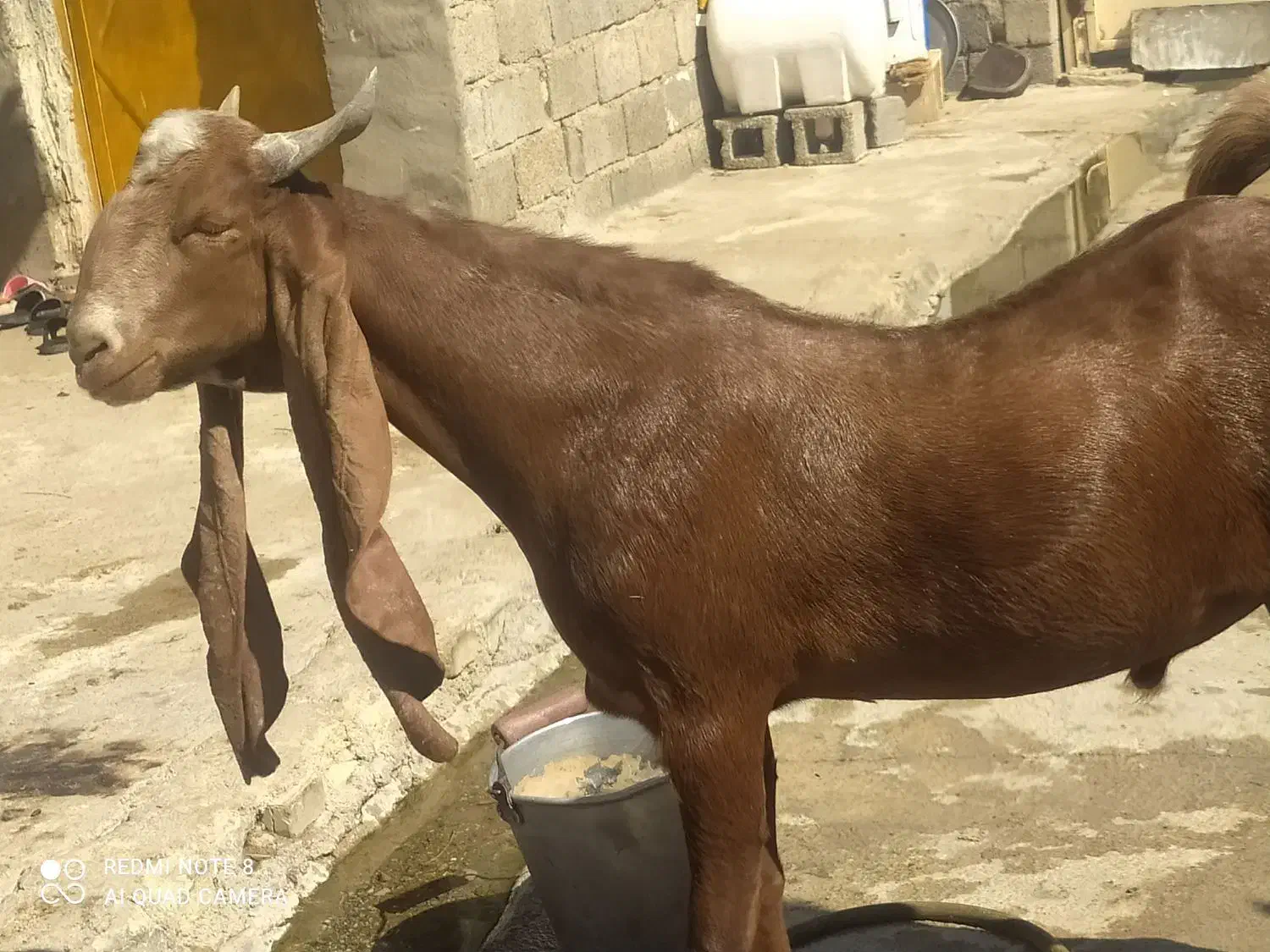 پازن پاکستانی|حیوانات مزرعه|بهبهان, |دیوار