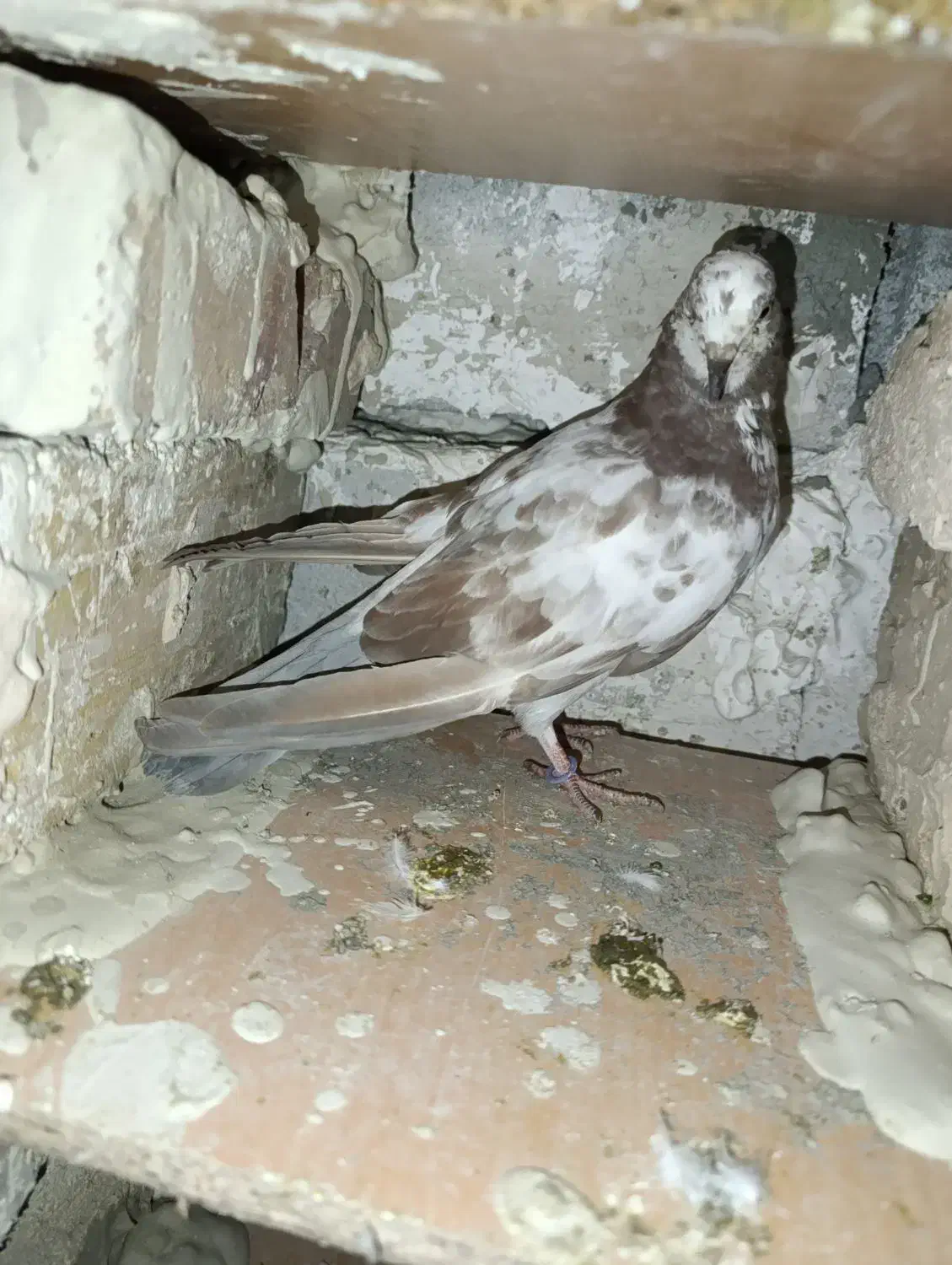 دوتا کبوتر هستیم|پرنده|اشنویه, |دیوار