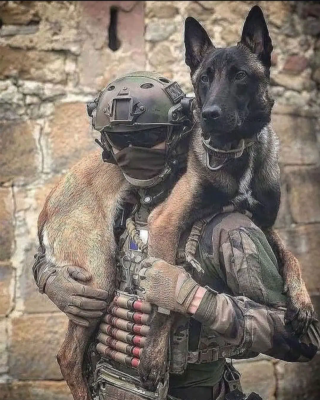 فروش مالینوز اصیل|سگ|کاشان, شهرک صنعتی کویر|دیوار