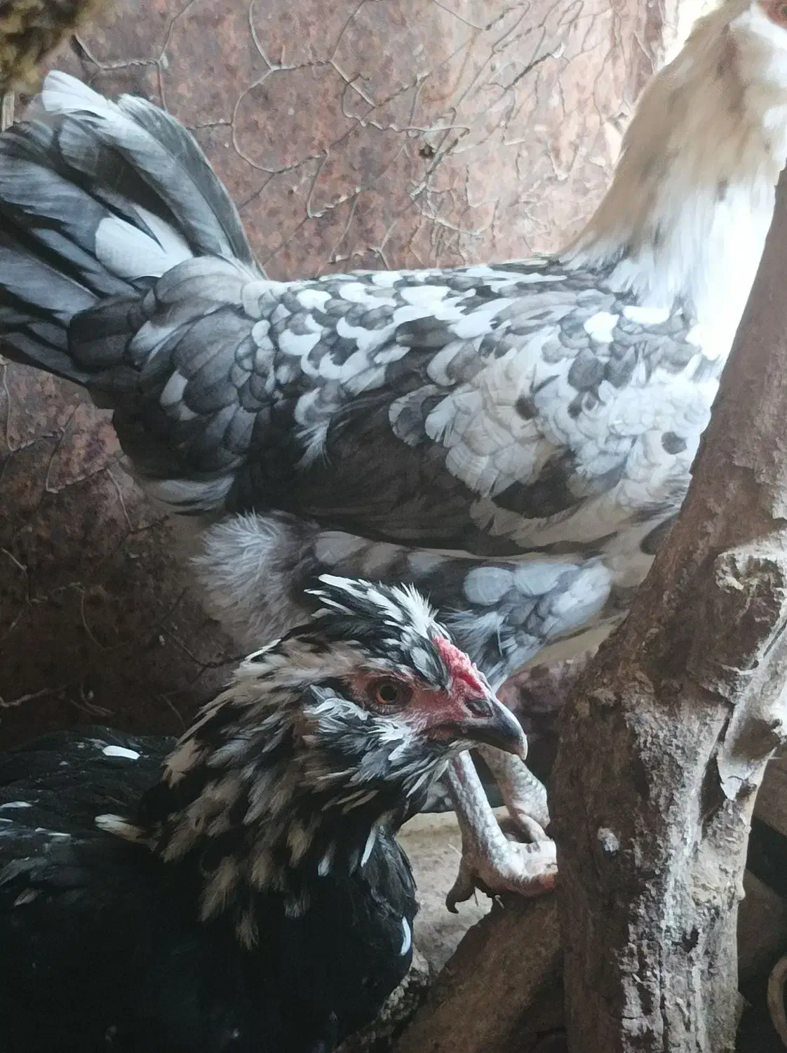 تخم مرغ نطفه دار گلین|حیوانات مزرعه|رامیان, |دیوار