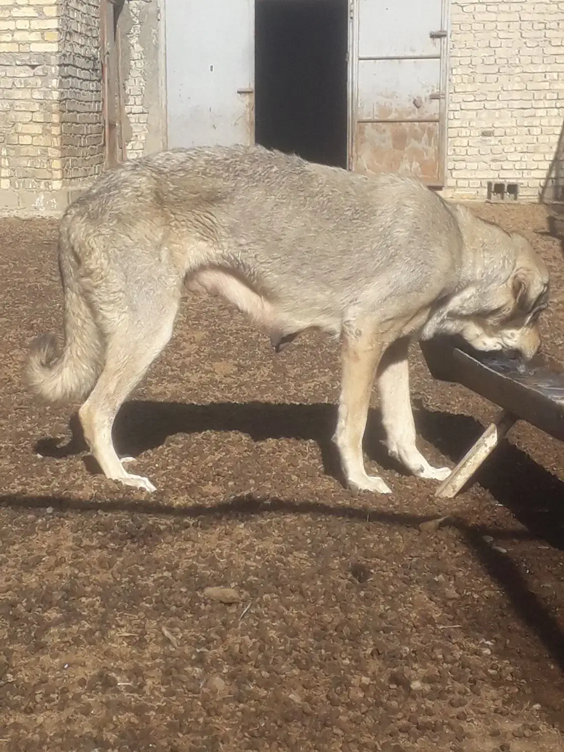 ماده پژدرکورد|سگ|فرمهین, |دیوار