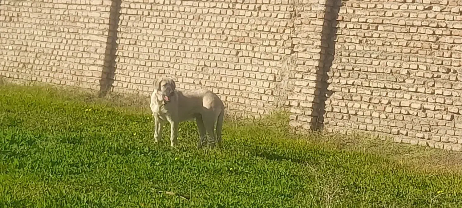 سگ کردی|سگ|علی‌آباد کتول, |دیوار