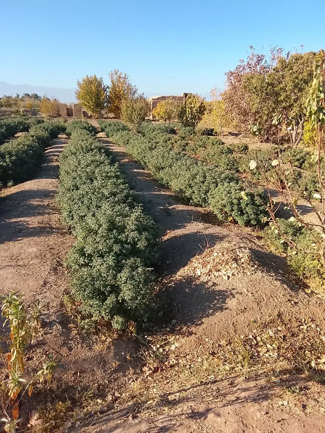 درختچه گل محمدی|گل و گیاه طبیعی|بادرود, |دیوار