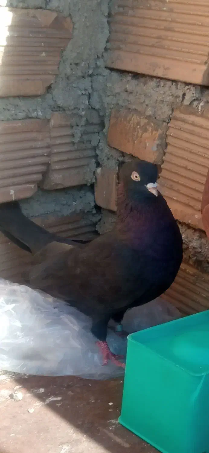 چندتاپرنده|پرنده|ایذه, |دیوار