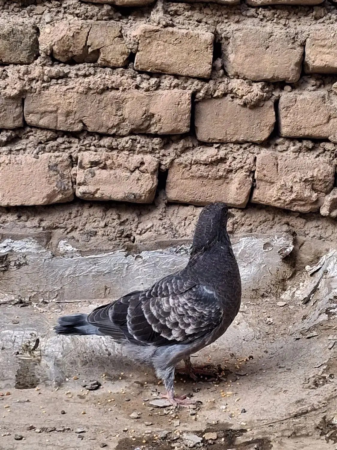 کفتر فوری|پرنده|قرچک, زیبا شهر|دیوار