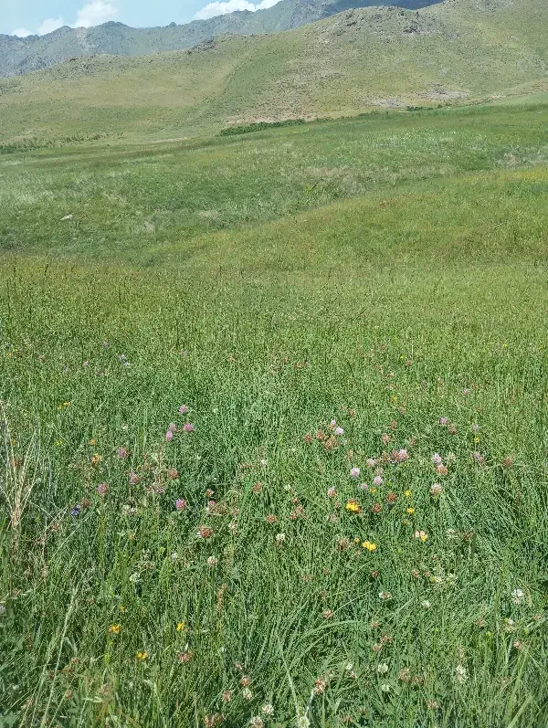 نیازمند کار م|فعالیت داوطلبانه|سنندج, |دیوار