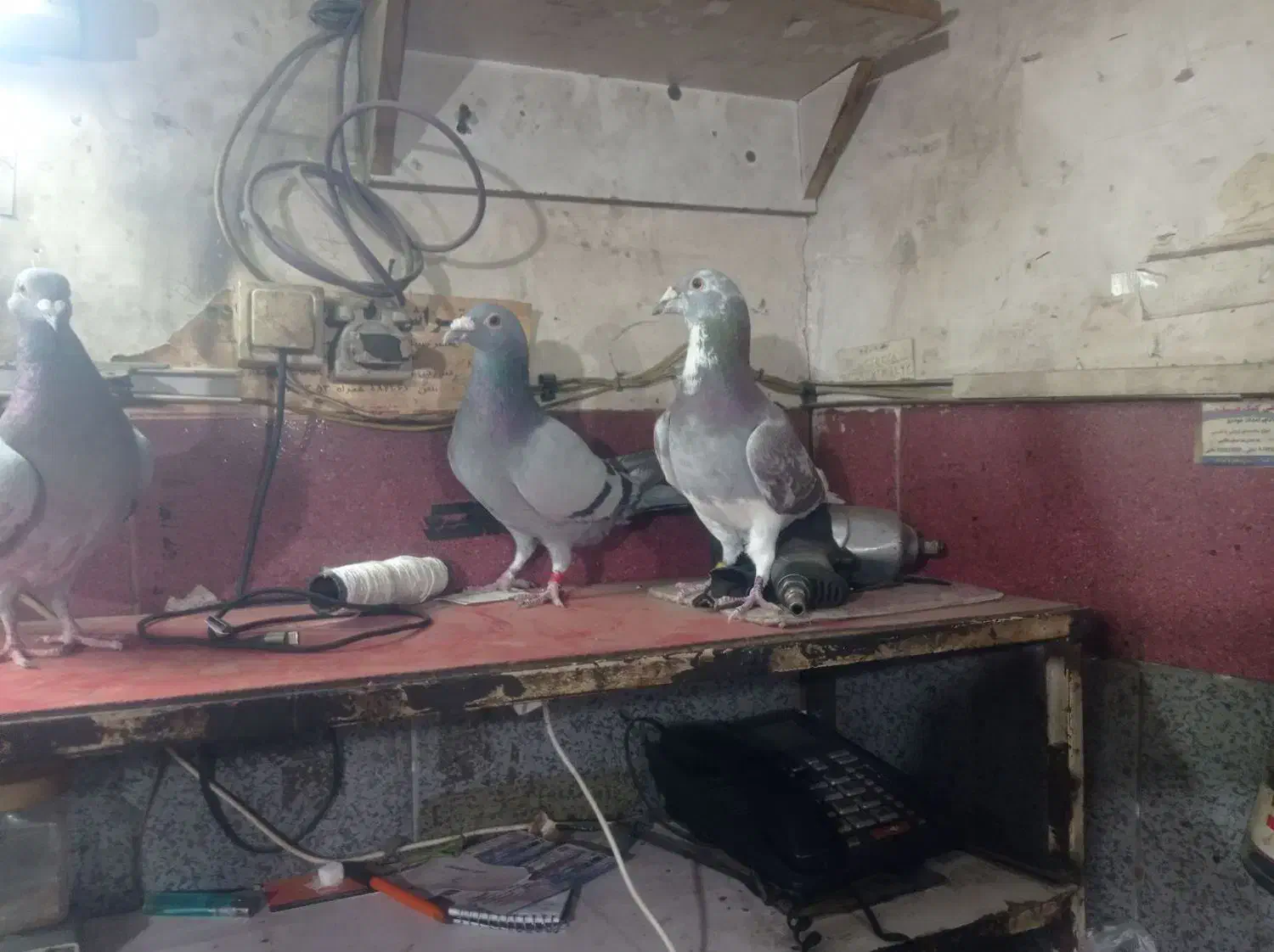 دوبر سرعتی|پرنده|اردبیل, |دیوار