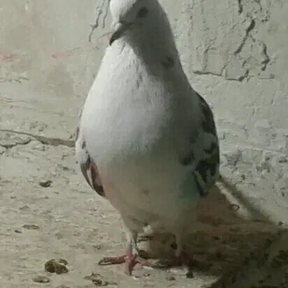 یدونه پریشی ساعت بالا|پرنده|تهران, شهرک ولیعصر شمالی|دیوار